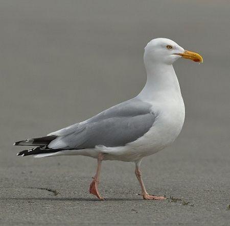 Goeland argente1